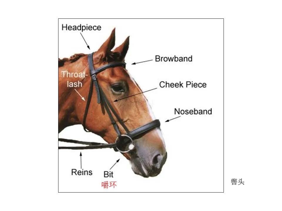圣经图表——《雅各书》(图63) 圣经图表——《雅各书》(图63)