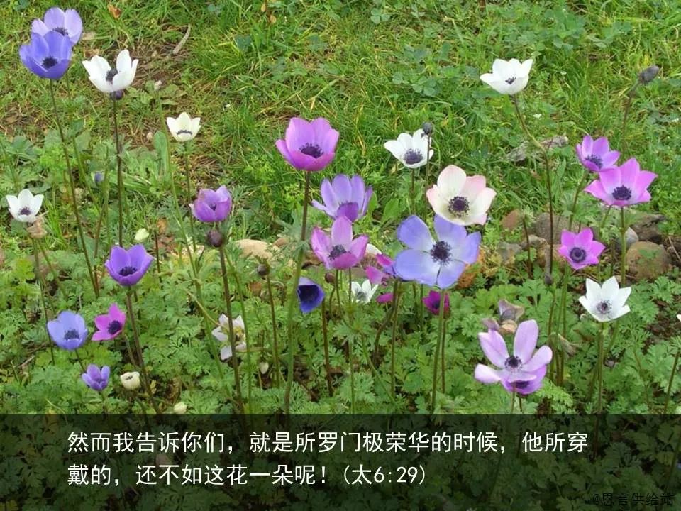 圣经图表——《马太福音》上(图88) 圣经图表——《马太福音》上(图88)