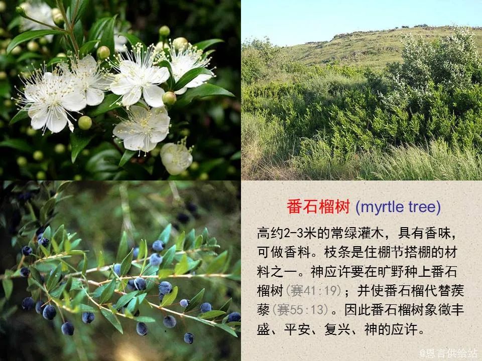 圣经图表——《撒迦利亚书》(图9) 圣经图表——《撒迦利亚书》(图9)