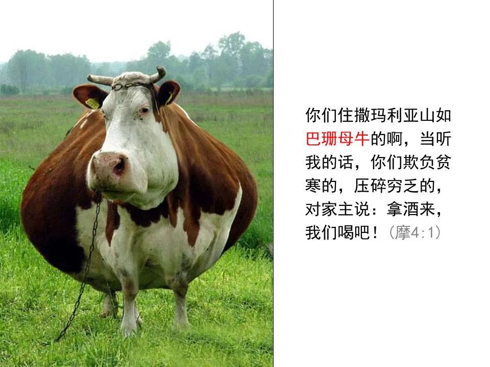 圣经图表——《阿摩司书》(图21) 圣经图表——《阿摩司书》(图21)