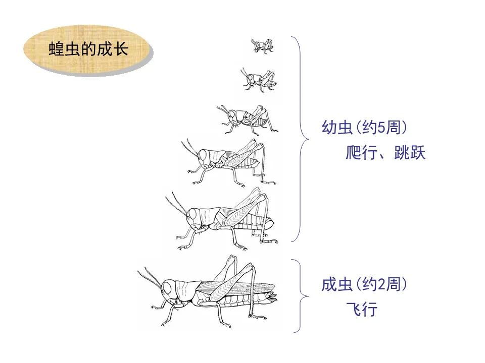 圣经图表——《约珥书》(图6) 圣经图表——《约珥书》(图6)