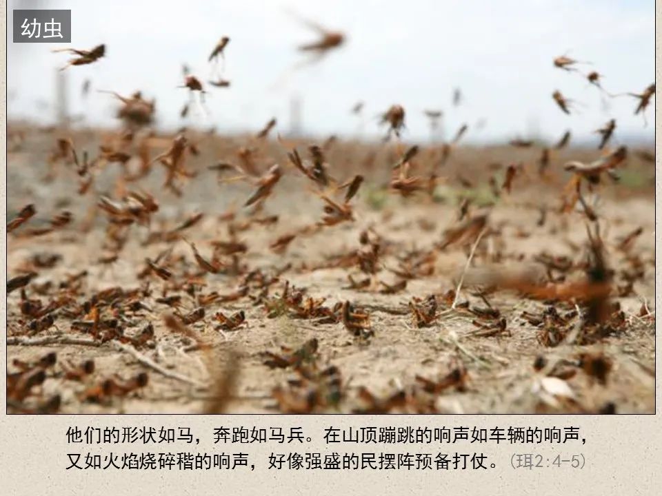 圣经图表——《约珥书》(图7) 圣经图表——《约珥书》(图7)