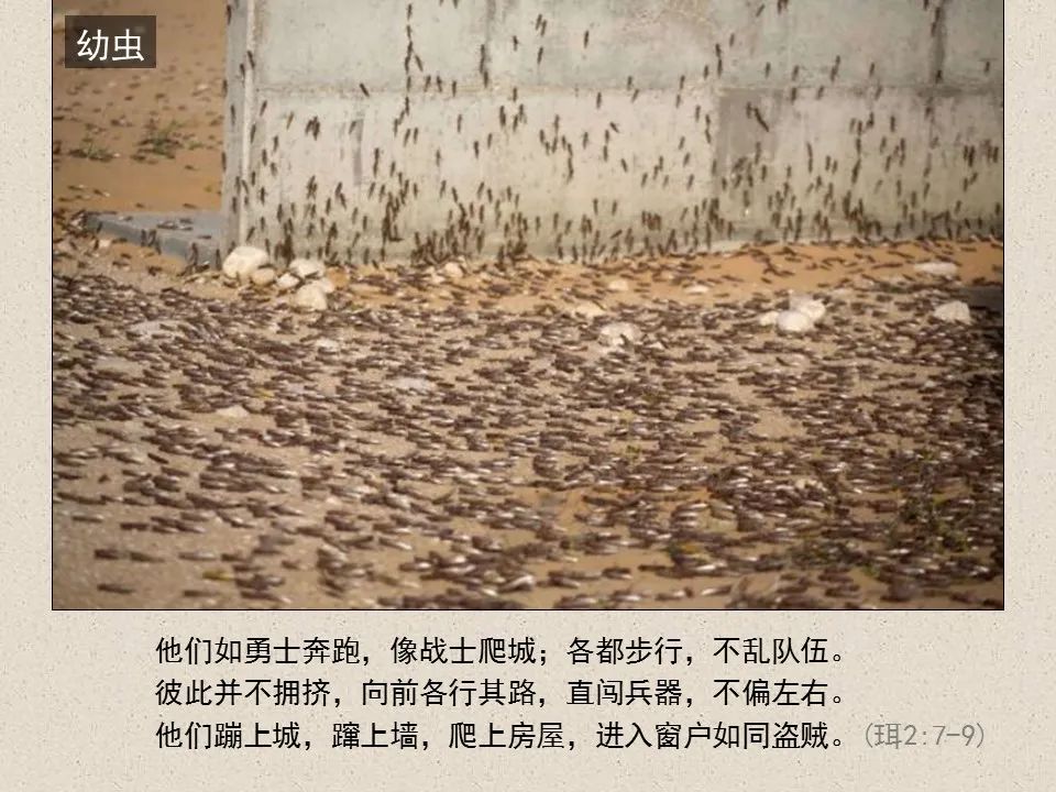 圣经图表——《约珥书》(图9) 圣经图表——《约珥书》(图9)