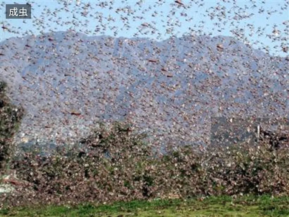 圣经图表——《约珥书》(图17) 圣经图表——《约珥书》(图17)