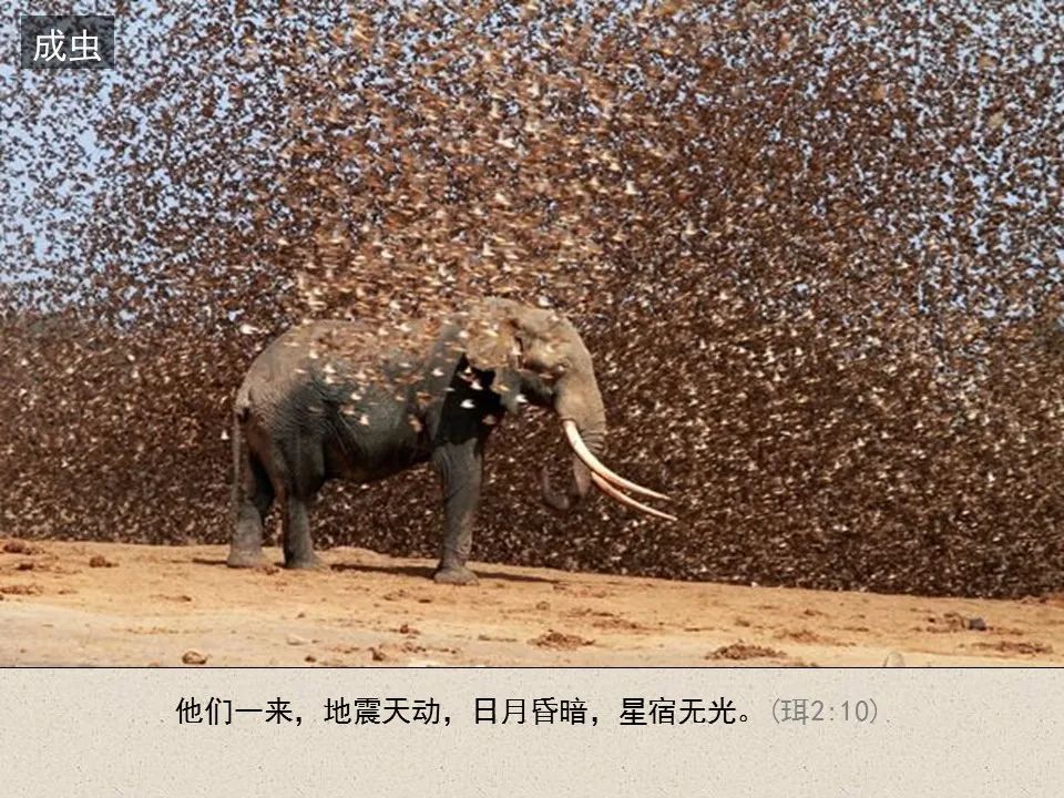 圣经图表——《约珥书》(图18) 圣经图表——《约珥书》(图18)