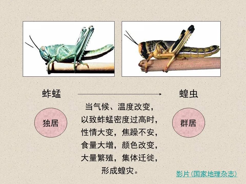 圣经图表——《约珥书》(图31) 圣经图表——《约珥书》(图31)