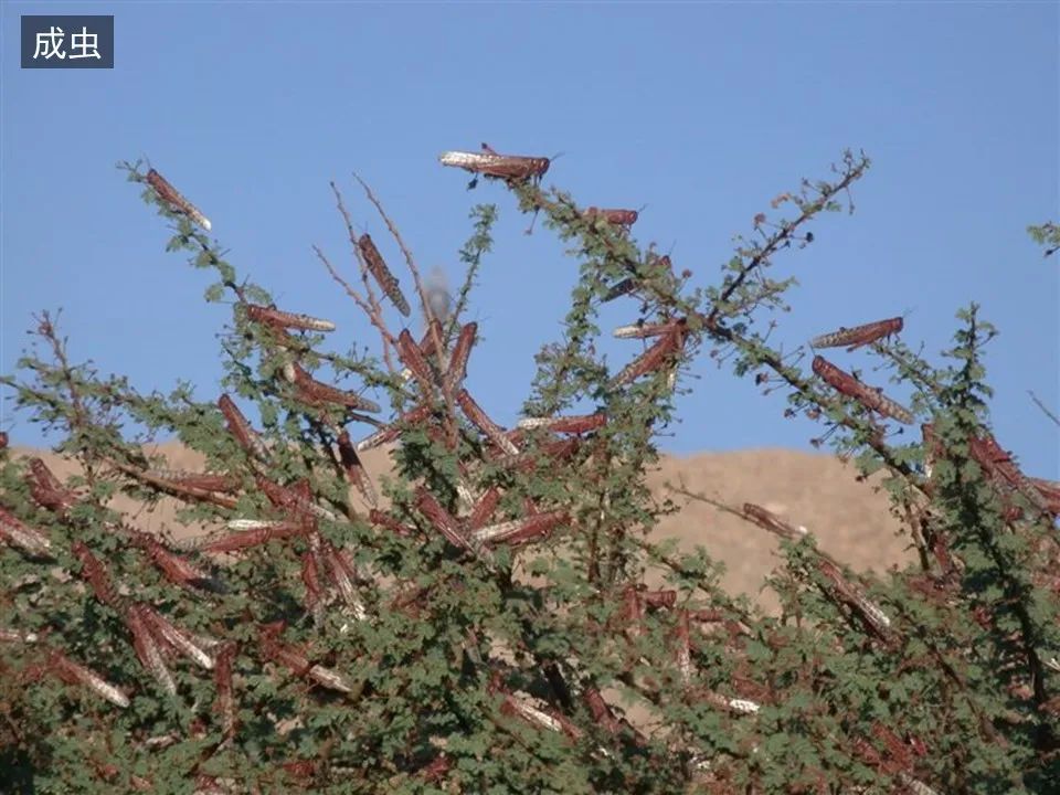 圣经图表——《约珥书》(图13) 圣经图表——《约珥书》(图13)