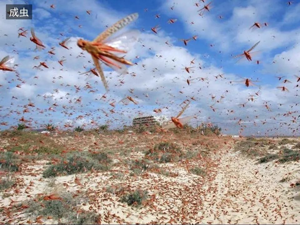 圣经图表——《约珥书》(图14) 圣经图表——《约珥书》(图14)