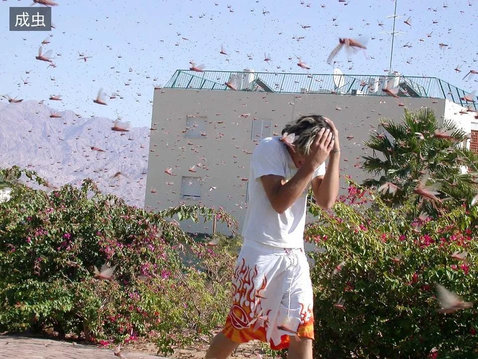 圣经图表——《约珥书》(图15) 圣经图表——《约珥书》(图15)