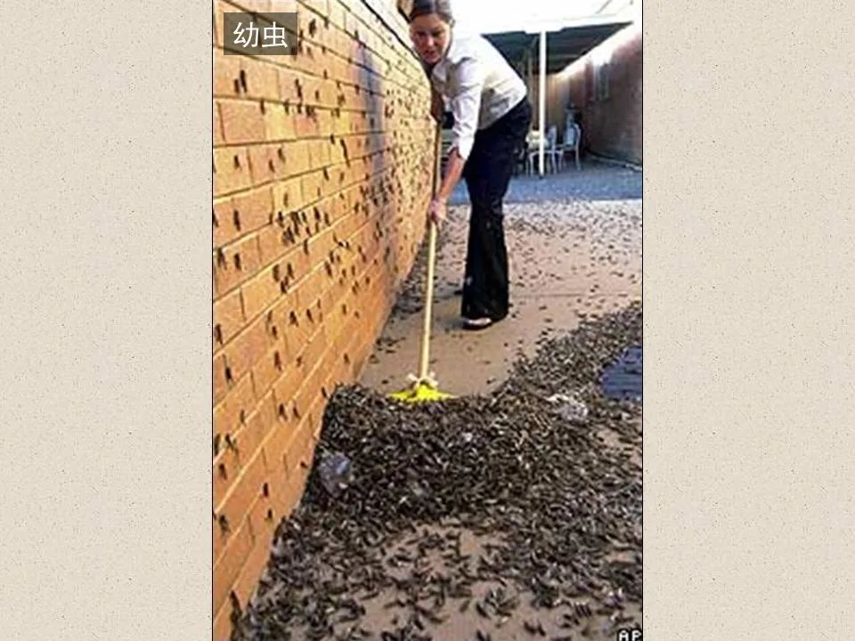 圣经图表——《约珥书》(图36) 圣经图表——《约珥书》(图36)