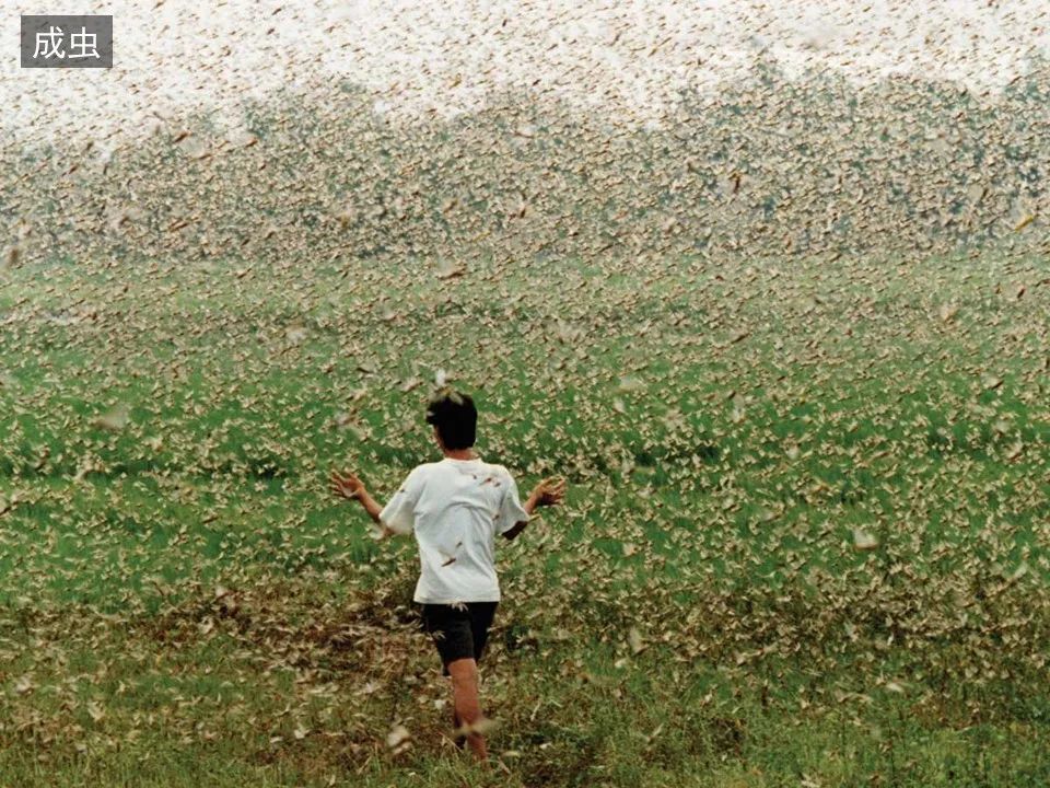 圣经图表——《约珥书》(图42) 圣经图表——《约珥书》(图42)