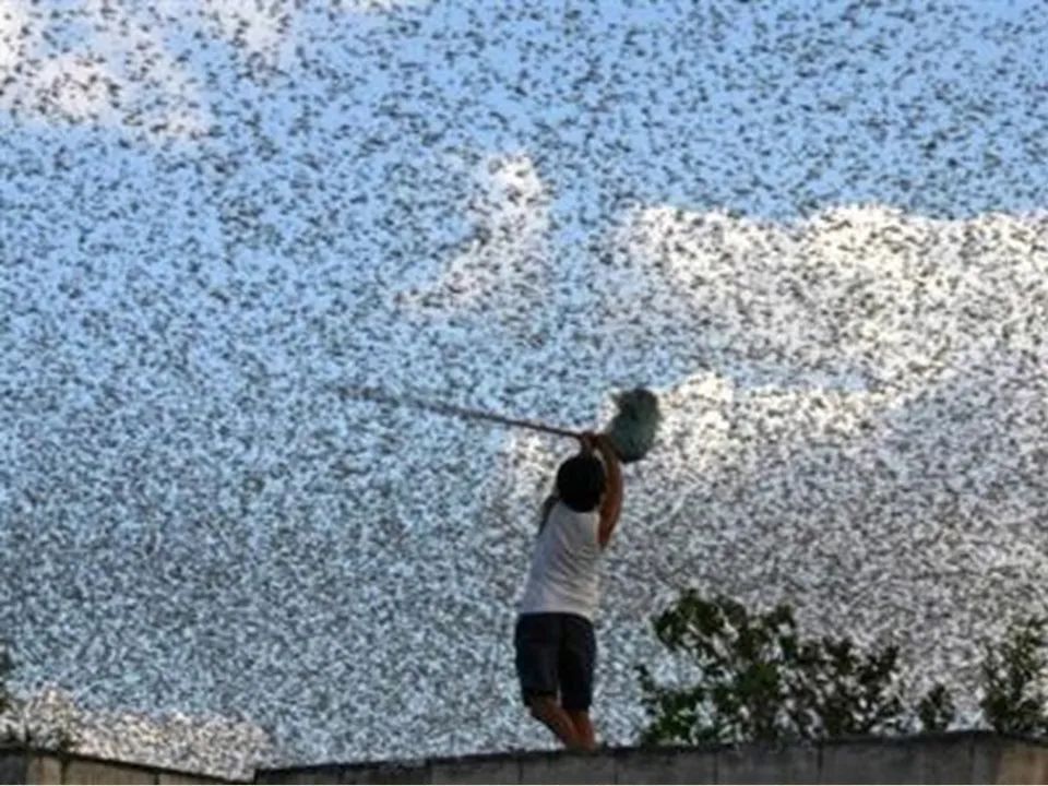 圣经图表——《约珥书》(图46) 圣经图表——《约珥书》(图46)