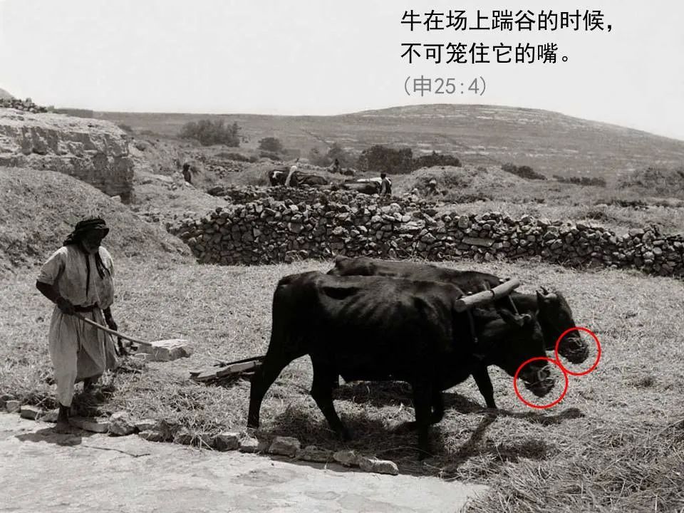 圣经图表——《何西阿书》(图33) 圣经图表——《何西阿书》(图33)