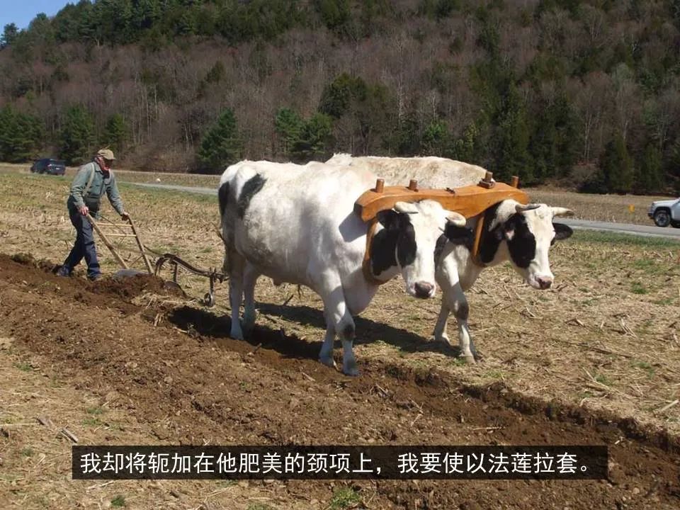 圣经图表——《何西阿书》(图35) 圣经图表——《何西阿书》(图35)