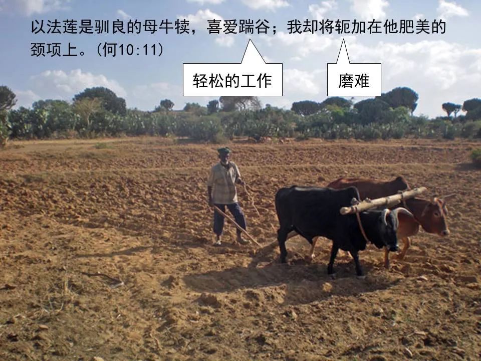 圣经图表——《何西阿书》(图36) 圣经图表——《何西阿书》(图36)