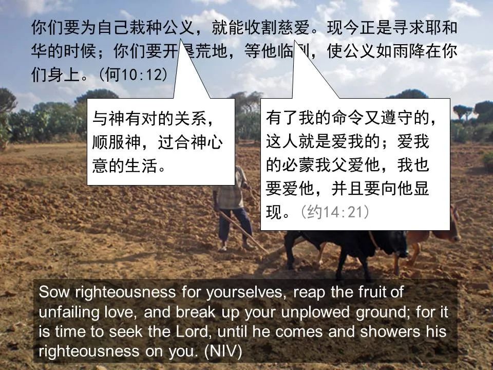 圣经图表——《何西阿书》(图38) 圣经图表——《何西阿书》(图38)