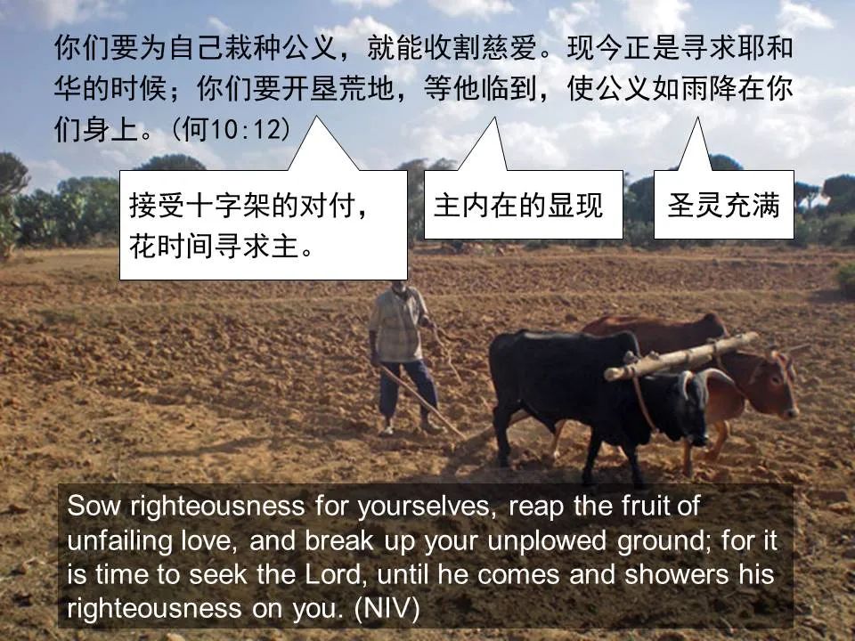 圣经图表——《何西阿书》(图39) 圣经图表——《何西阿书》(图39)