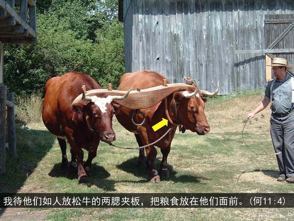 圣经图表——《何西阿书》(图41) 圣经图表——《何西阿书》(图41)