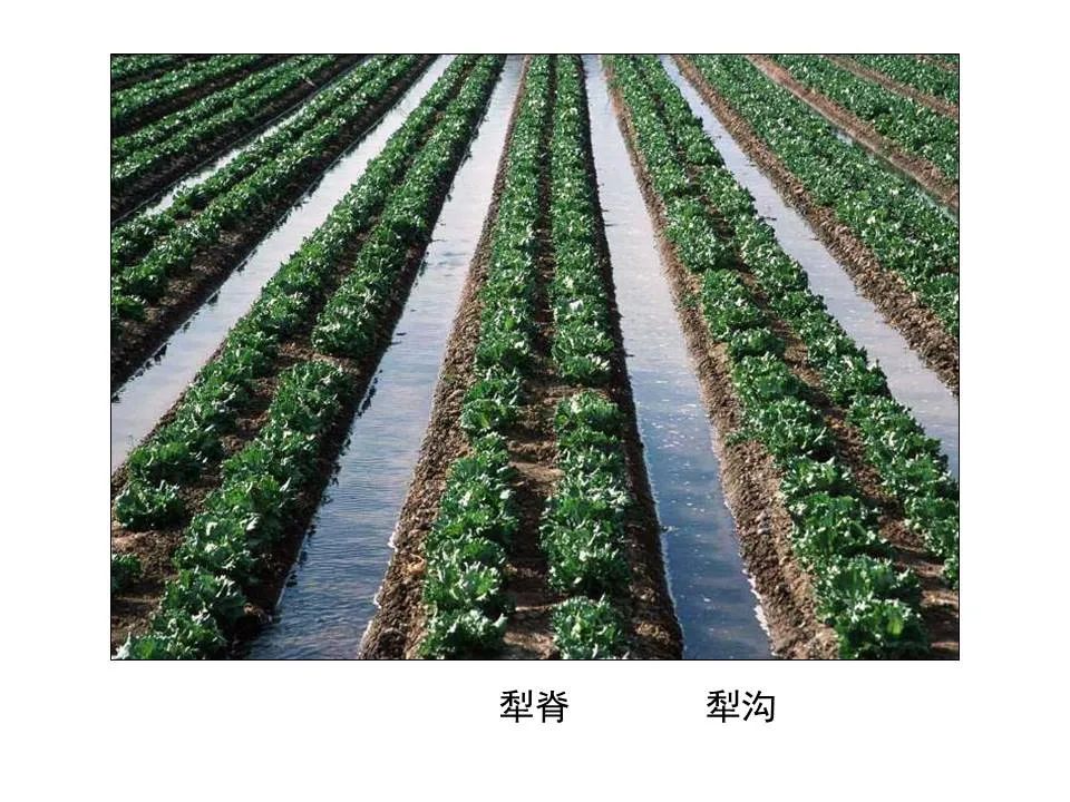 圣经图表——《何西阿书》(图45) 圣经图表——《何西阿书》(图45)