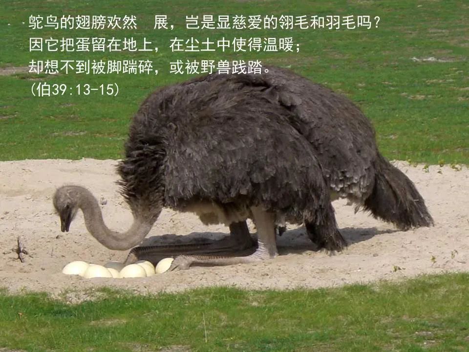 圣经图表——《耶利米哀歌》(图16) 圣经图表——《耶利米哀歌》(图16)