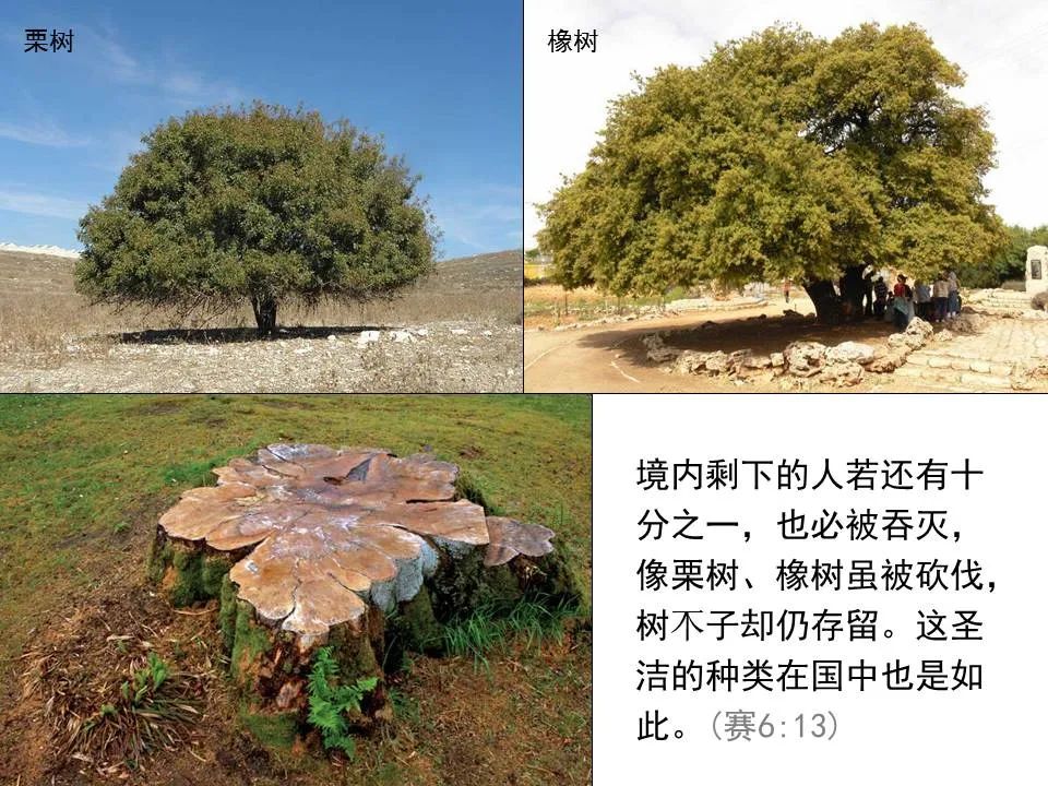 圣经图表——《以赛亚书》上(图38) 圣经图表——《以赛亚书》上(图38)