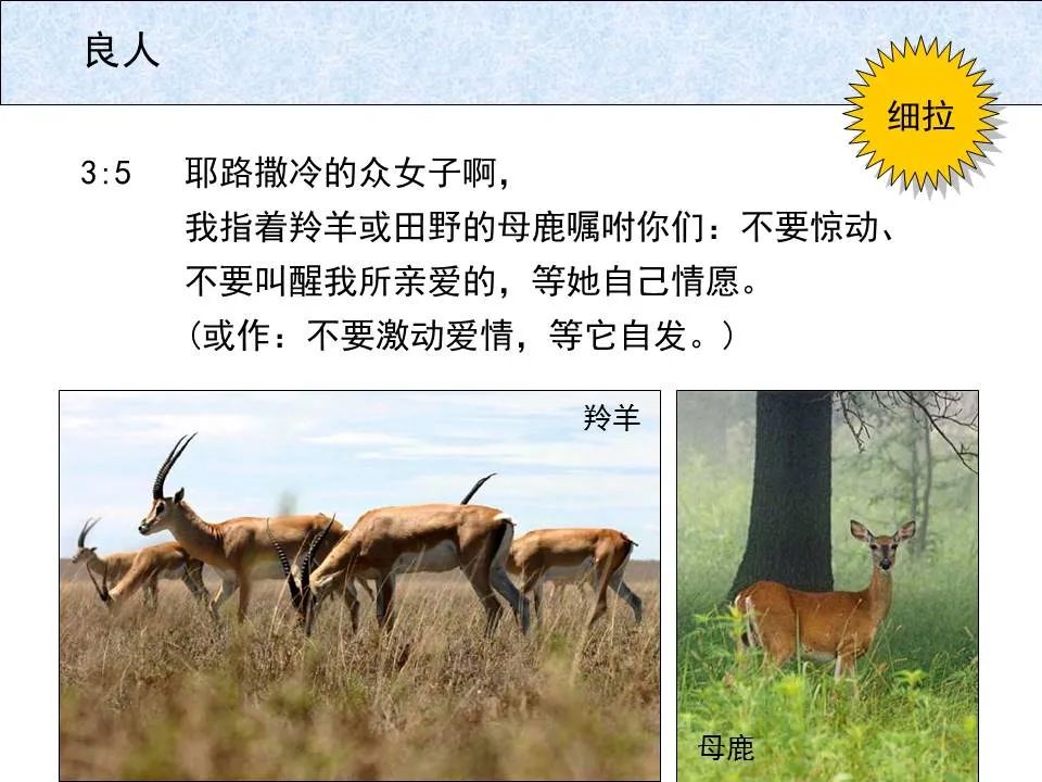 圣经图表——《雅歌》(图25) 圣经图表——《雅歌》(图25)