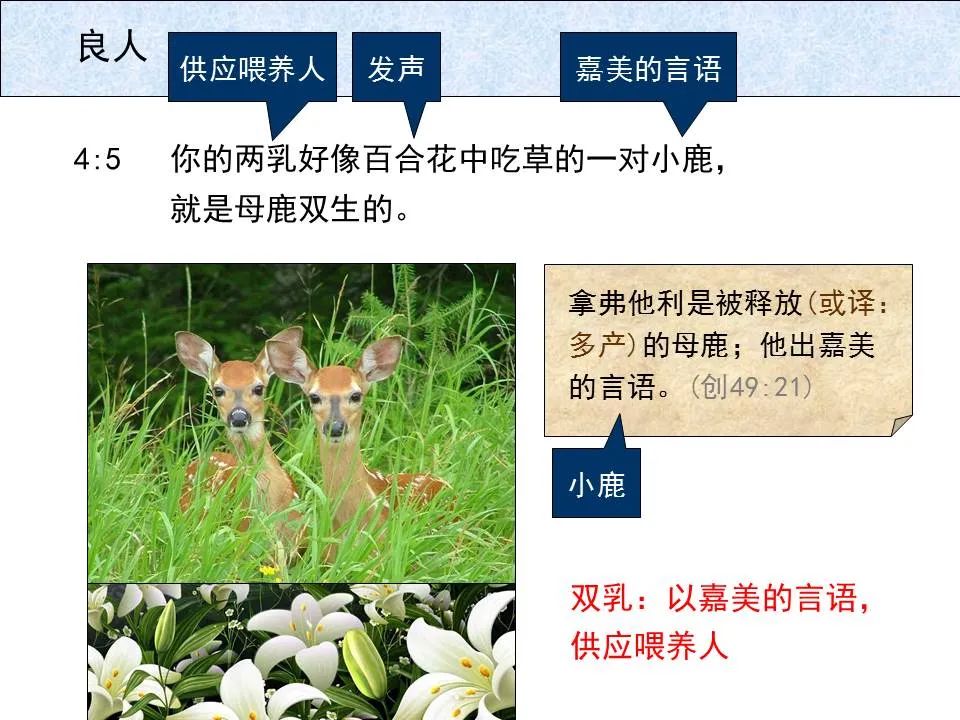 圣经图表——《雅歌》(图29) 圣经图表——《雅歌》(图29)