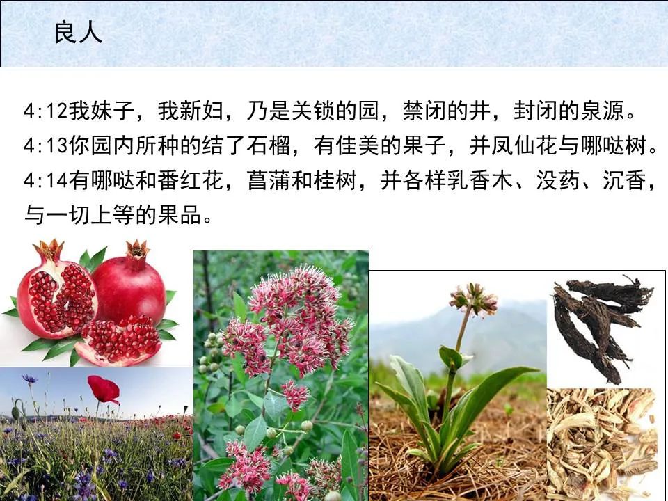 圣经图表——《雅歌》(图38) 圣经图表——《雅歌》(图38)