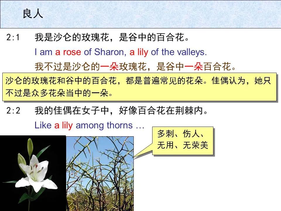 圣经图表——《雅歌》(图13) 圣经图表——《雅歌》(图13)