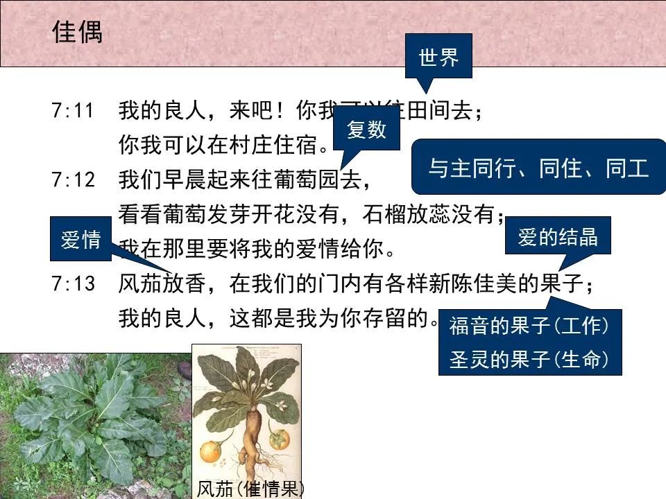 圣经图表——《雅歌》(图65) 圣经图表——《雅歌》(图65)