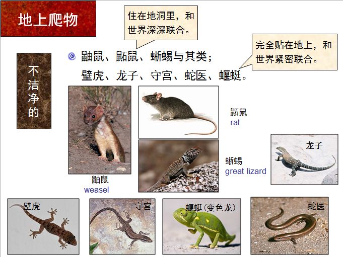 旧约圣经图表——利未记(图23) 旧约圣经图表——利未记(图23)