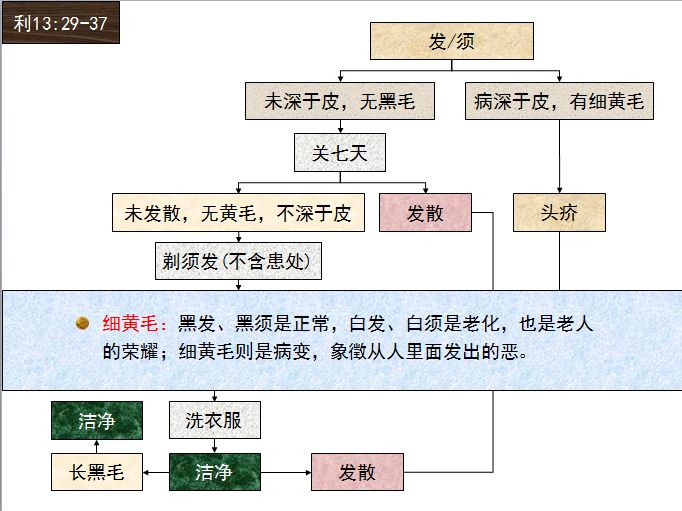 旧约圣经图表——利未记(图29) 旧约圣经图表——利未记(图29)