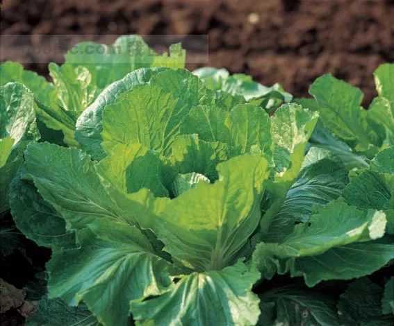 第二讲:马太福音【二】诸天之国(图4) 第二讲:马太福音【二】诸天之国(图4)